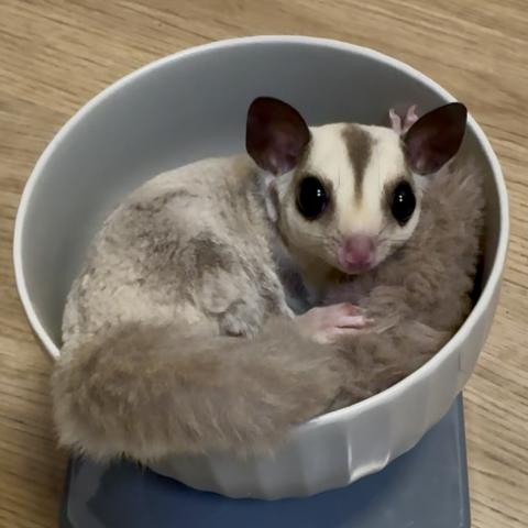 プラチナhetクリミノorリューシ