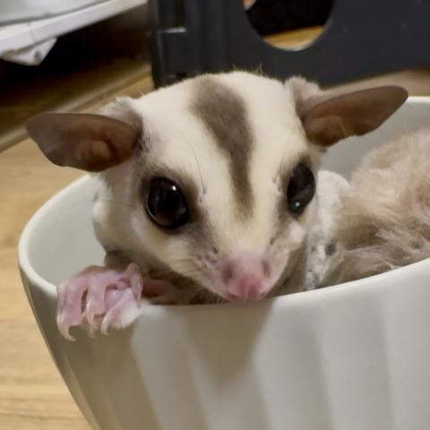 プラチナhetクリミノorリューシ