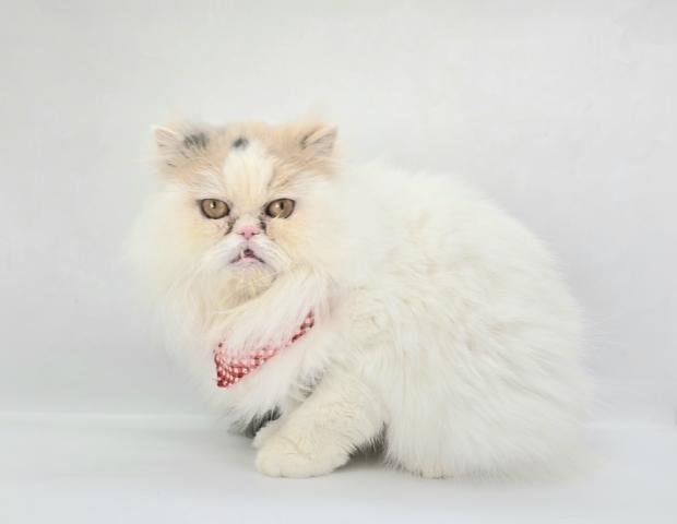 ミヌエット　里親さん募集