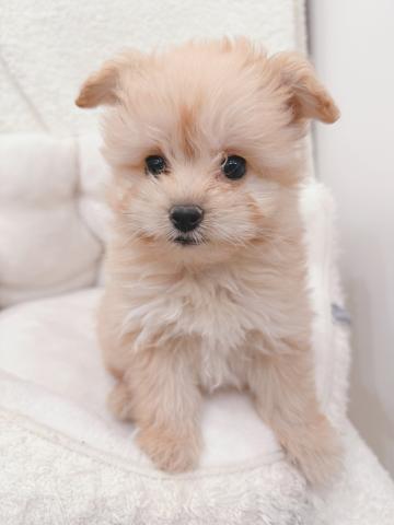 ポメラニアン×トイプードル