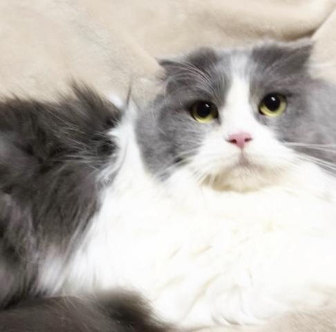 スコティッシュフォールド🌸里親募集