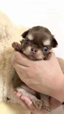 チワワ(ロングコート)