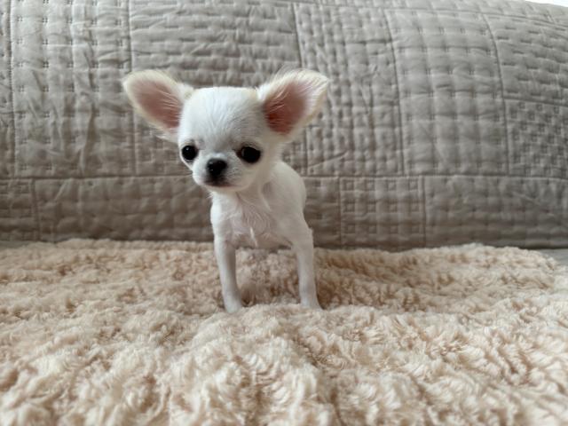 チワワ(ロングコート)