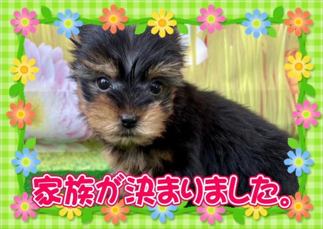 ヨークシャーテリア