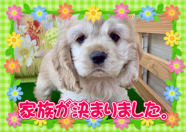 アメリカンコッカースパニエル