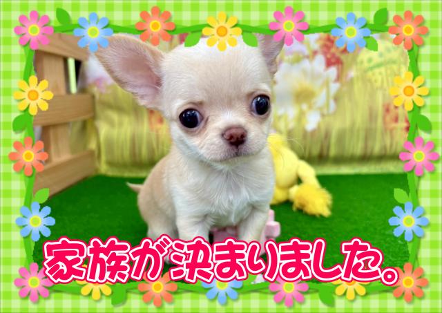 チワワ（スムースコート）