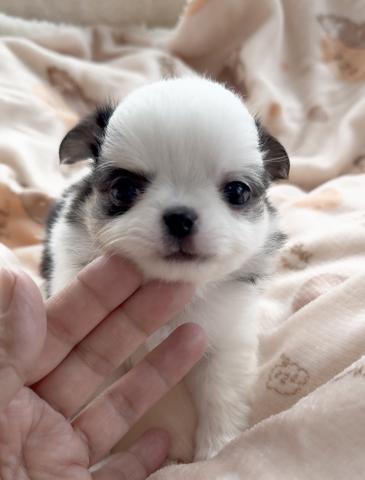 チワワ（ロングコート）