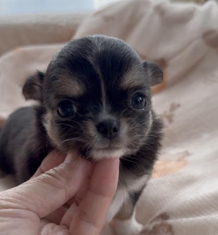 チワワ（ロングコート）