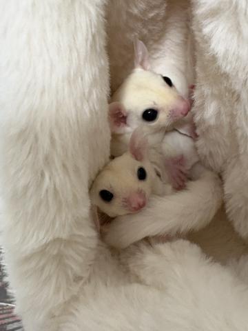 リューシヘテロクリミノ