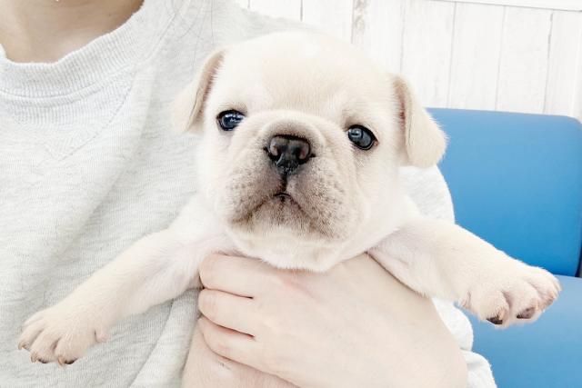 フレンチブルドッグ