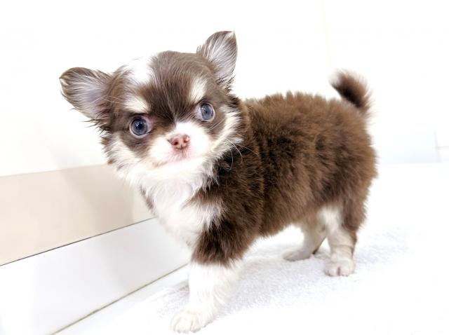 チワワ（ロングコート）