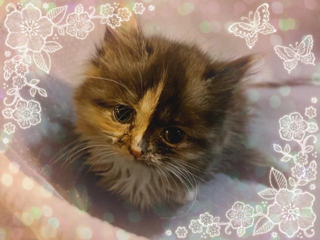 ミヌエット（旧ナポレオン）