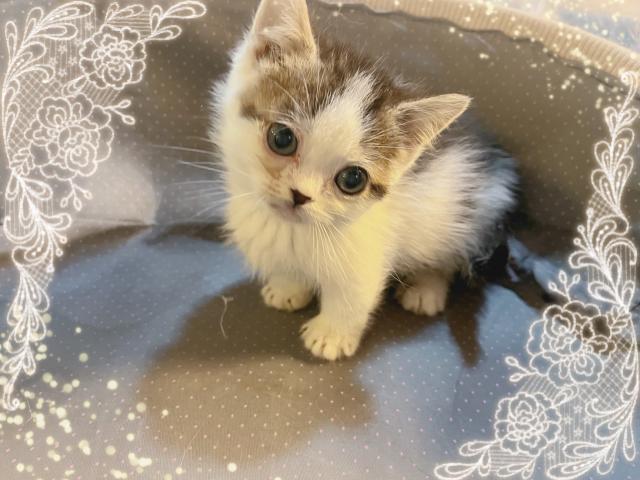 ミヌエット（旧ナポレオン）