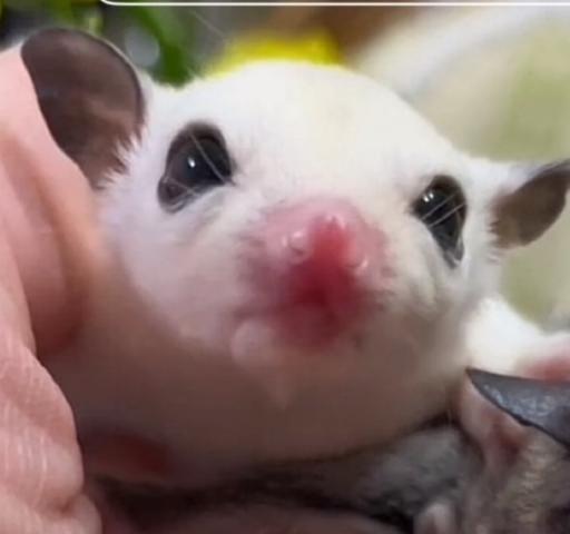 プラチナ血統モシステック