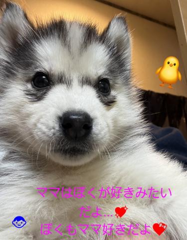 シベリアンハスキー