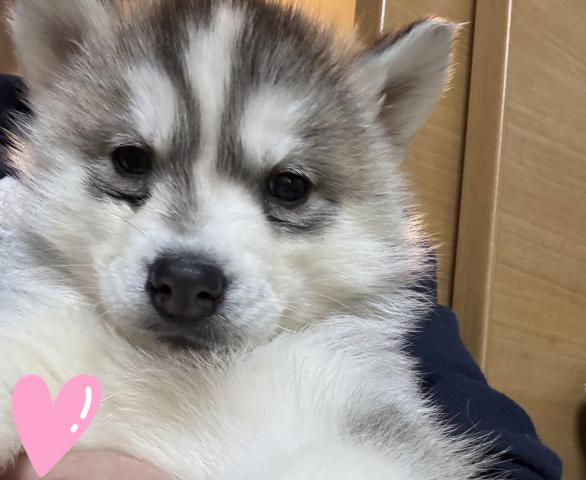 シベリアンハスキー