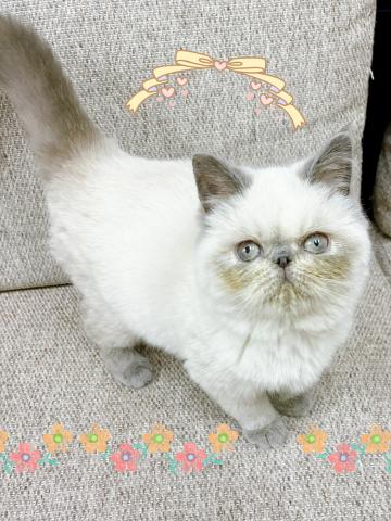 エキゾチックショートヘアー