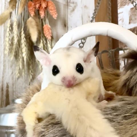 プラチナモザイクhetリューシ