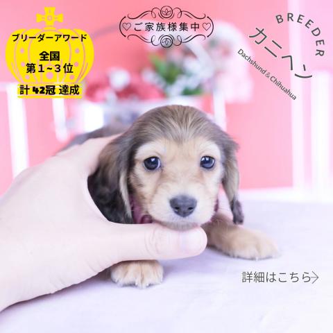 カニヘンダックスフンド　ロング