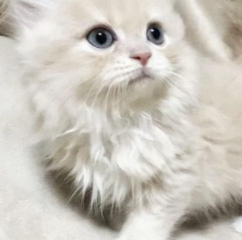 ラガマフィン🌸訳あり!🌸里親募集