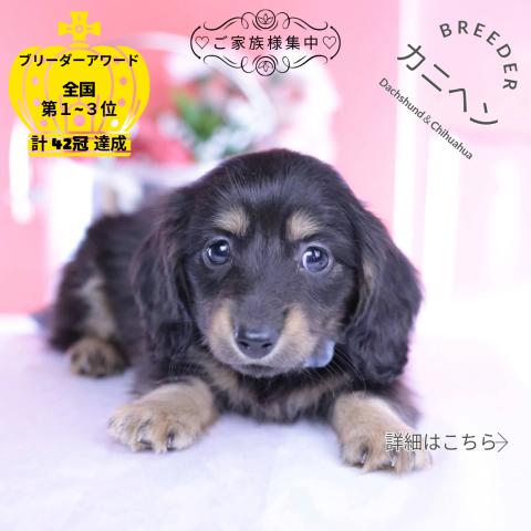 カニヘンダックスフンド　ロング