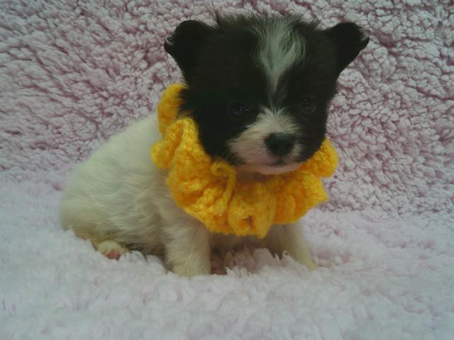 可愛い男の子です。