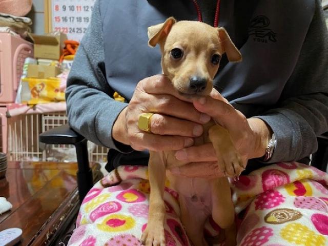 イタリアングレーハウンド