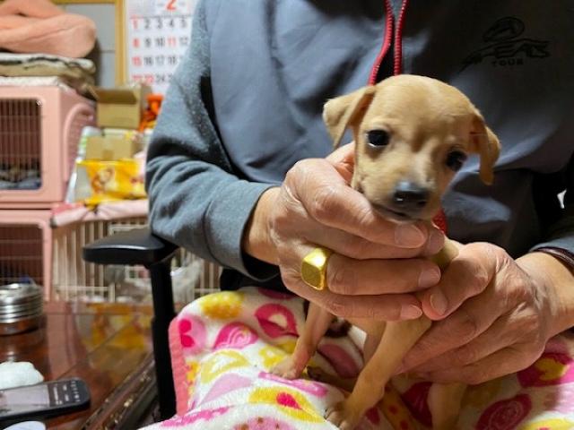 イタリアングレーハウンド