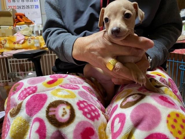 イタリアングレーハウンド