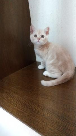 スコティッシュフォールド