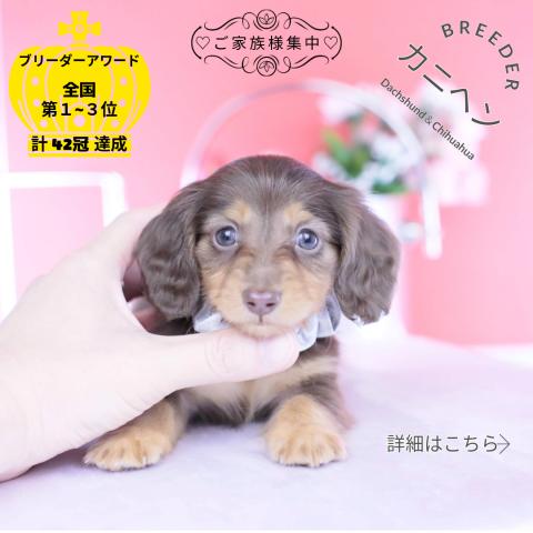 カニヘンダックスフンド ロング