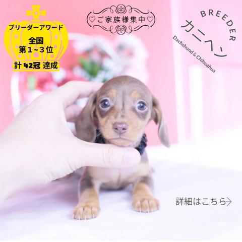 カニヘンダックスフンド スムース