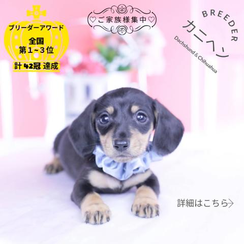 カニヘンダックスフンド スムース