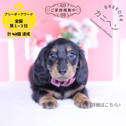 カニヘンダックスフンド ロング