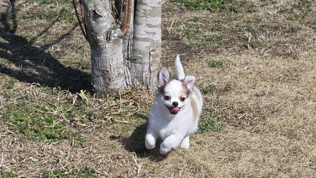 チワワ（ロングコート）