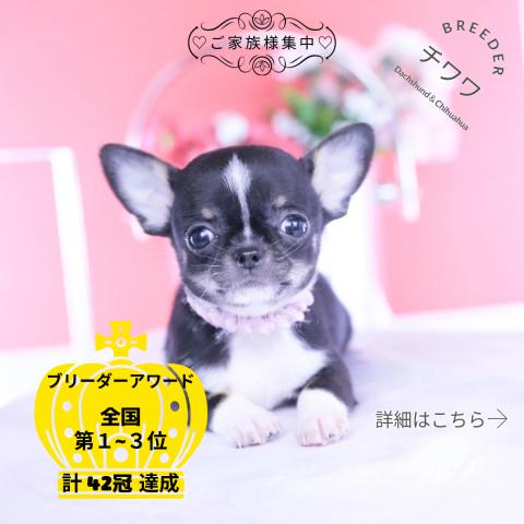 チワワ スムース