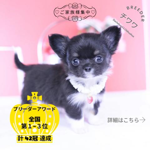 チワワ ロング