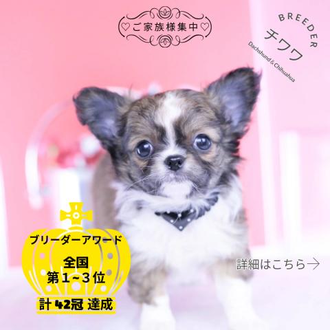 チワワ ロング