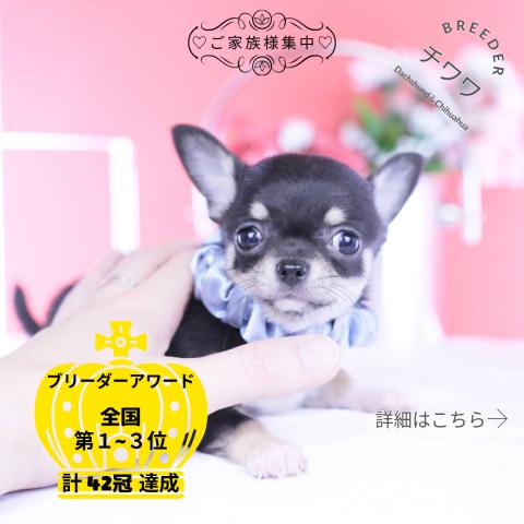 チワワ　スムース