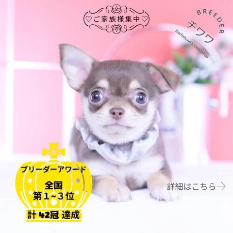 チワワ　スムース