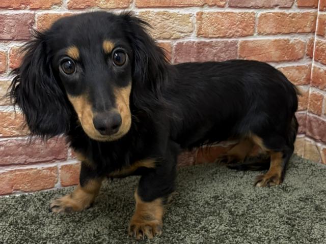 ミニチュアダックスフンド