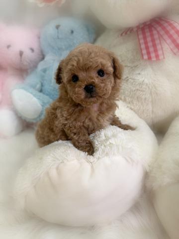 トイプードルタイニープードル