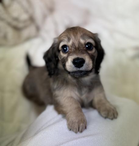 ミニチュアダックスフンド