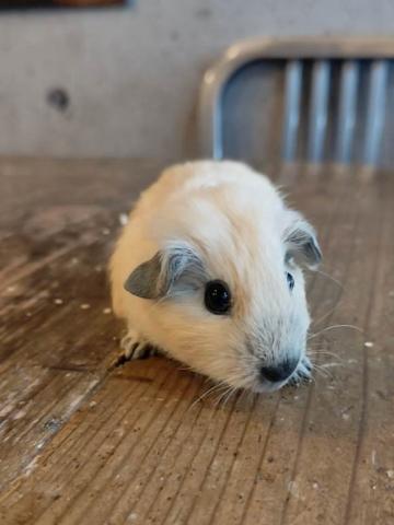 【ロシアンスモーク】