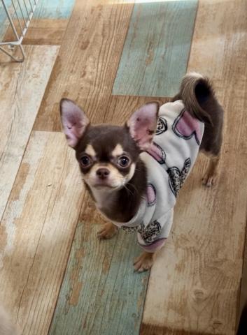 チワワ（スムースコート）