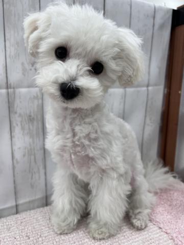 MIXトイプードル×マルチーズ