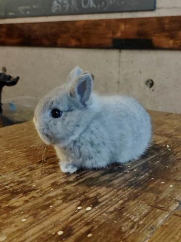 ポーリッシュラビット(ブルー)