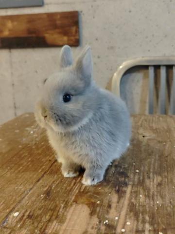 ポーリッシュラビット(バイオレット)