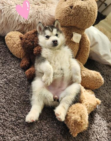 シベリアンハスキー