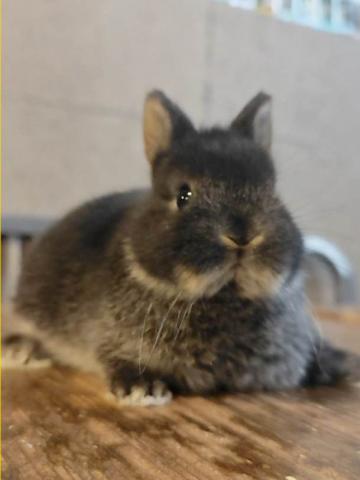 ポーリッシュラビット(ブラック)